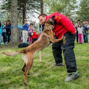 Ринговый костюм для дрессировки бельгийской овчарки